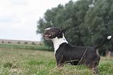 BULL TERRIER MINIATURE 056